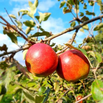 Handappel, Malus dom. 'Champion' ( heerlijke 'kinderappel') mooie spil in 3Lpot MM111 Hoogstamonderstam)