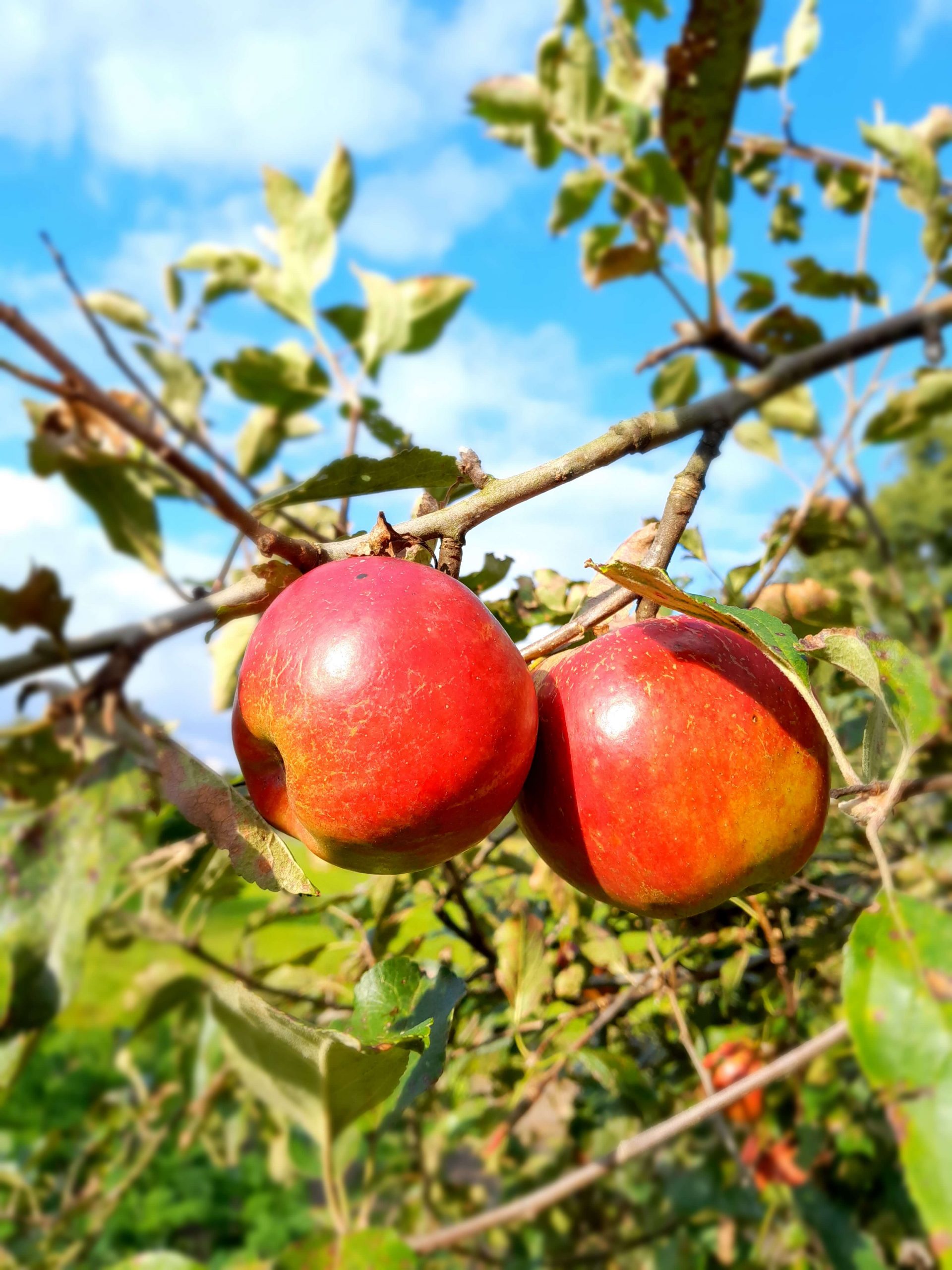 Handappel, Malus dom. 'Champion' ( heerlijke 'kinderappel') mooie spil in 3Lpot MM111 Hoogstamonderstam)