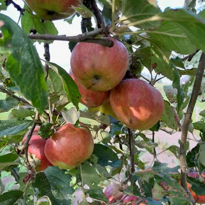 Handappel, Malus d. 'Topaz' ( Zeer smakelijk en zeer makkelijk) spillen in 3lpot