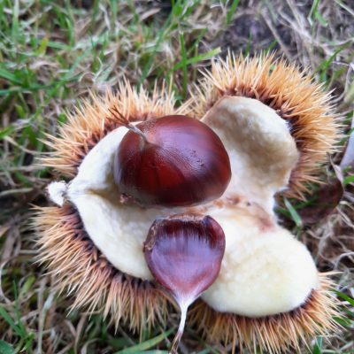 Tamme Kastanje, Castanea'Ecker 1' ( waardevolle zelfbestuiver!)