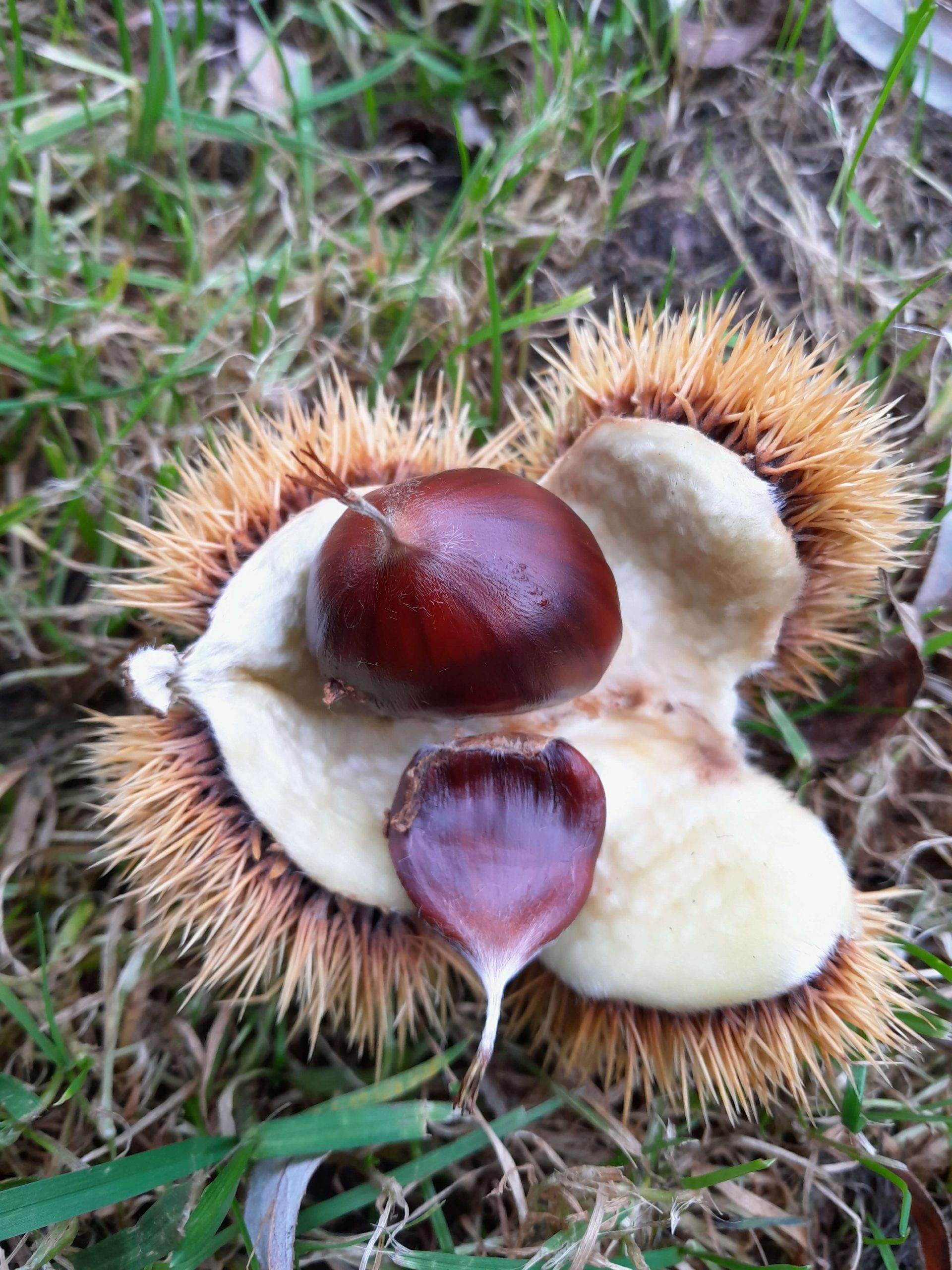 Tamme Kastanje, Castanea'Ecker 1' ( waardevolle zelfbestuiver!)
