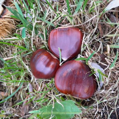 Combinatie Tamme Kastanjes, Castanea 'Ecker 2' + 'Ecker1' voor goede bestuiving ( 2 Spillen in pot)