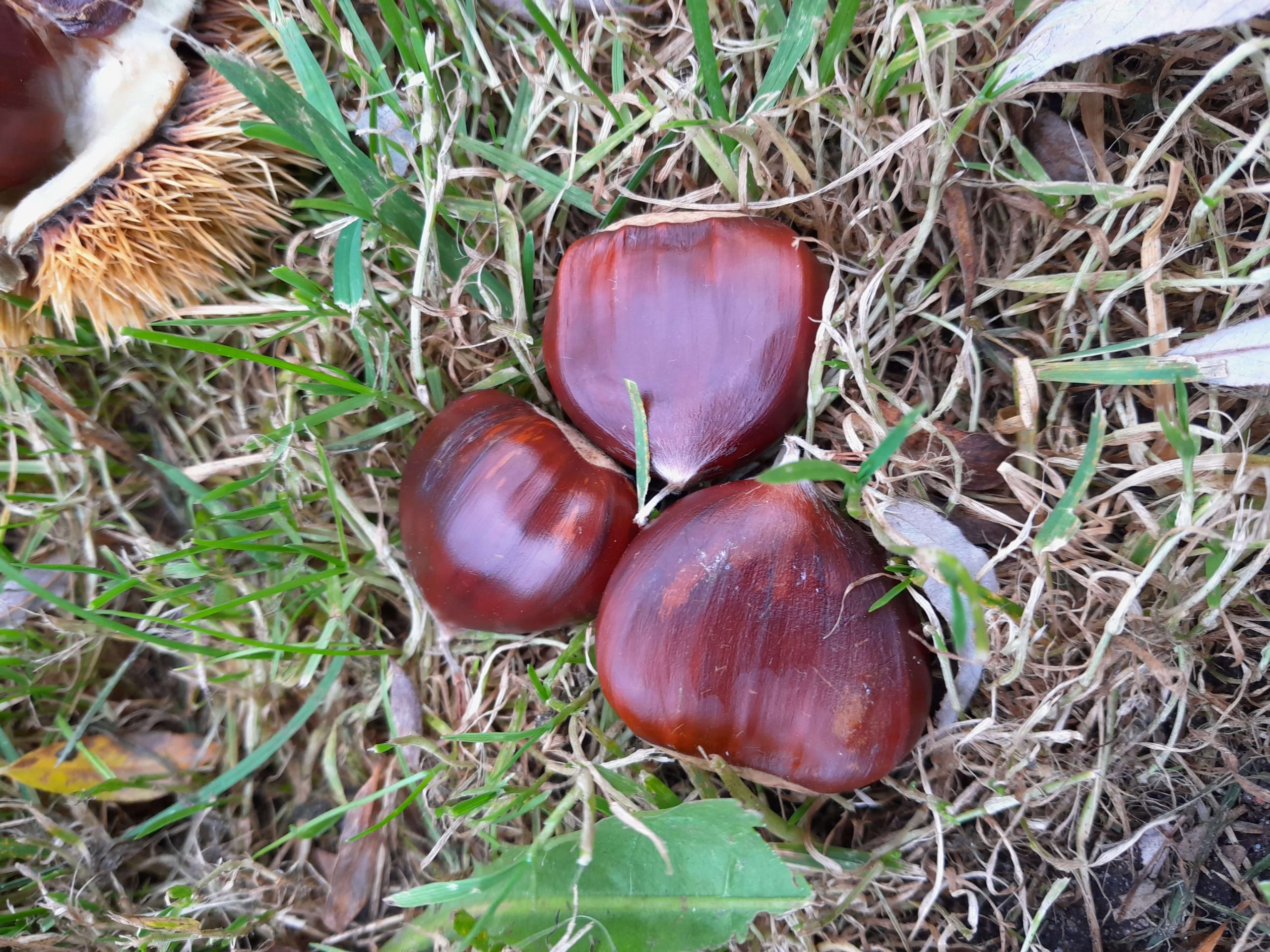 Combinatie Tamme Kastanjes, Castanea 'Ecker 2' + 'Ecker1' voor goede bestuiving ( 2 Spillen in pot)