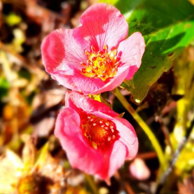 rozebloeiende aardbei, Fragaria 'Toscana f1 Deep rose'