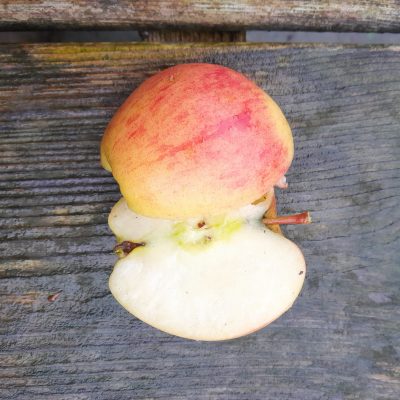 Handappel, Malus dom. 'Braeburn' (smakelijk en makkelijk!) Jonge spil in 3Lpot m26