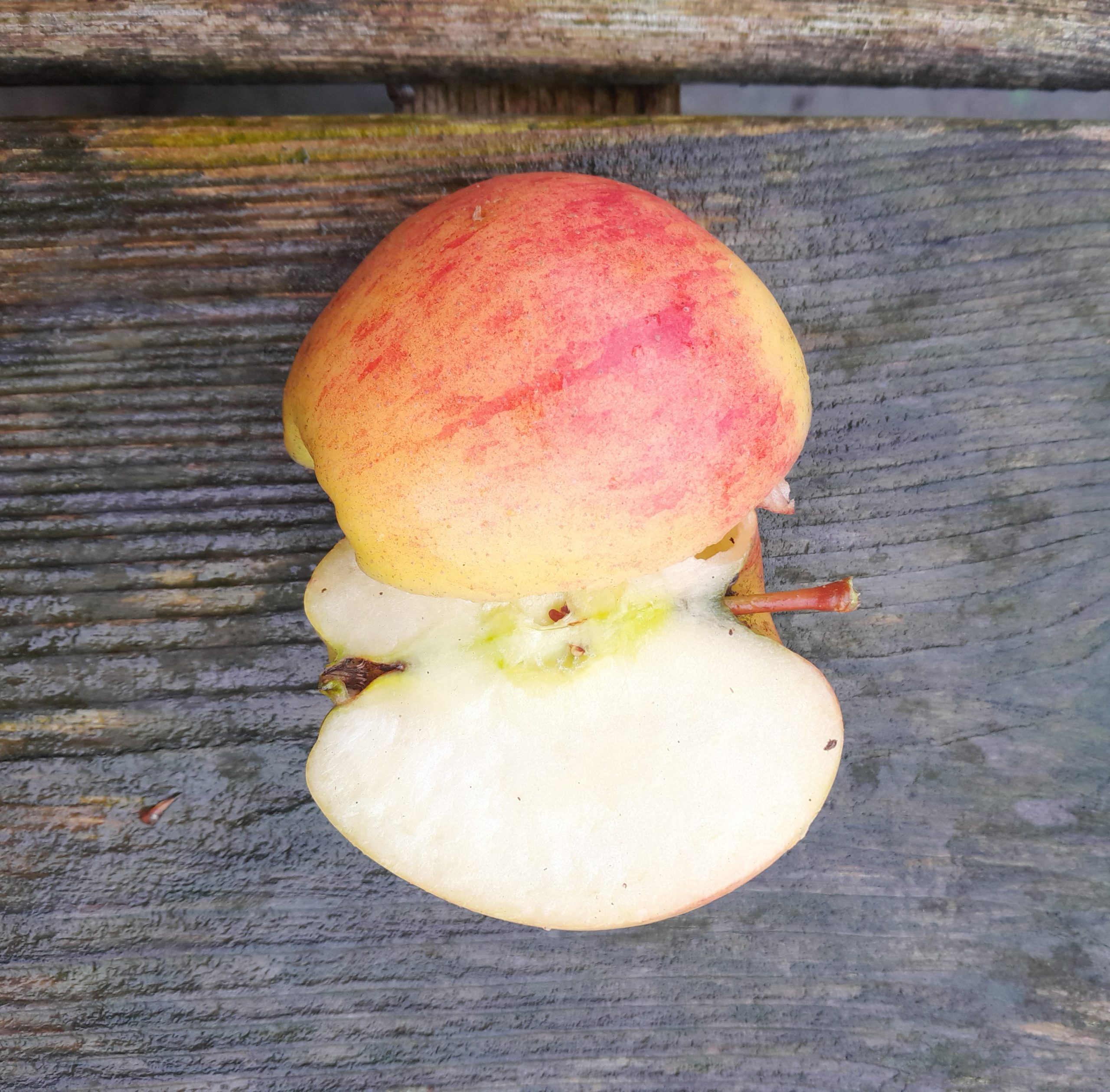 Handappel, Malus dom. 'Braeburn' (smakelijk en makkelijk!) Jonge spil in 3Lpot m26