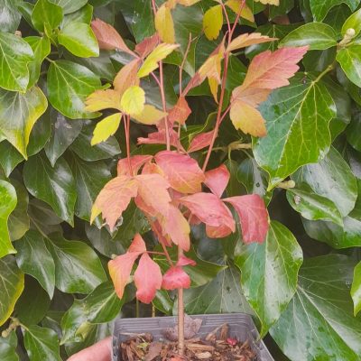 Welriekende Sumak, Rhus aromatica ( planten in 1,8Lpot)