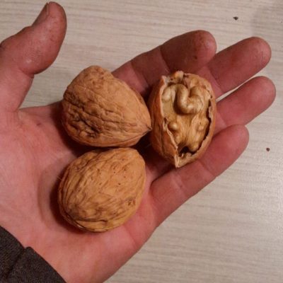 Walnoot, Juglans regia 'Lara' (Pieral) goed Frans ras) 3 á 4 jarige geënte bomen( Mooie spillen 100/120cm)