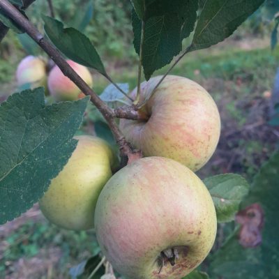 Kookappel, Malus dom. 'Dijkmanszoet' M26(laagstam) Mooie boompjesin 3Lpot