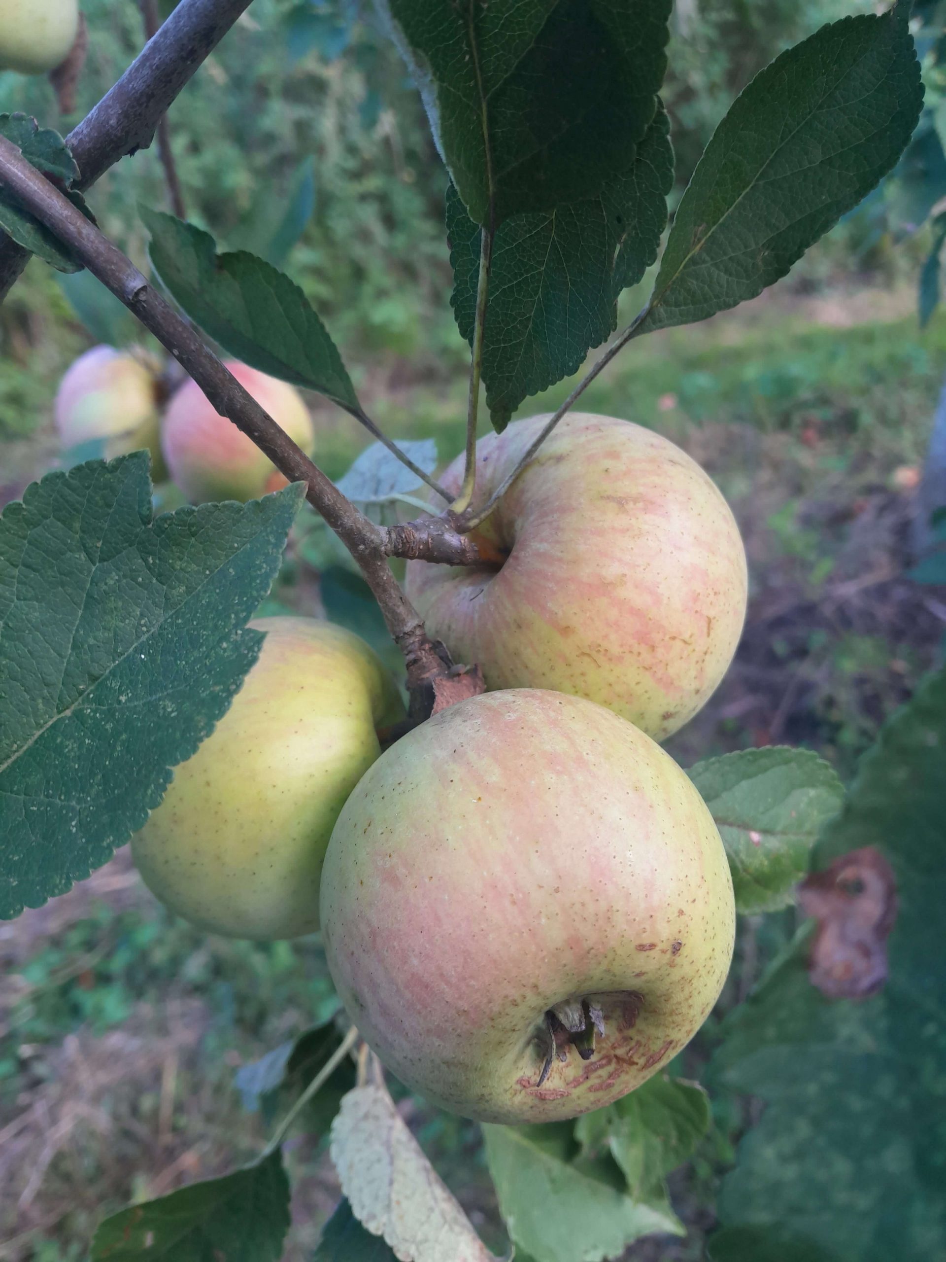 Kookappel, Malus dom. 'Dijkmanszoet' M26(laagstam) Mooie boompjesin 3Lpot