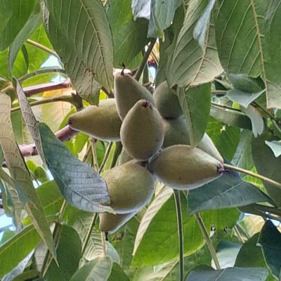 Zeer goede hartnoot, Juglans ailantifolia 'Adelphia NIEUW!! spillen in 3Lpot