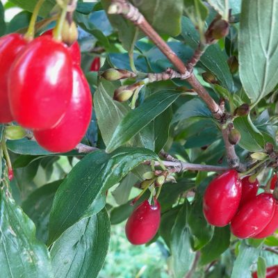 Grootvruchtige kornoeljekers, Cornus mas 'Szafer'mooie spillen in 2Lpot