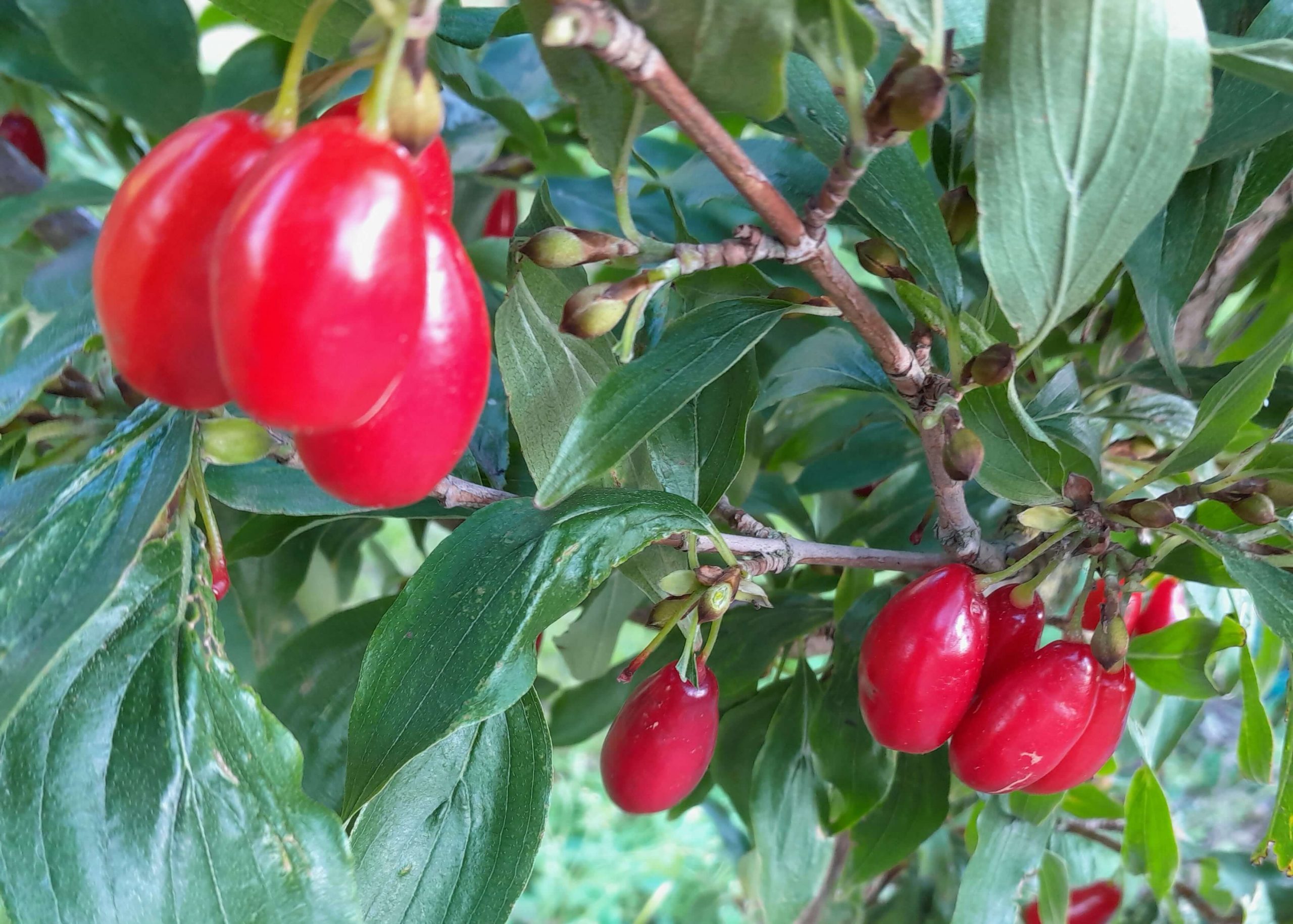 Grootvruchtige kornoeljekers, Cornus mas 'Szafer'mooie spillen in 2Lpot
