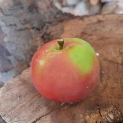 Vroege Handappel, Zelfbestuiver, Malus dom.'Zigeunerin ( zeer vroeg en smakelijk!)( Jonge spil in 3L pot)