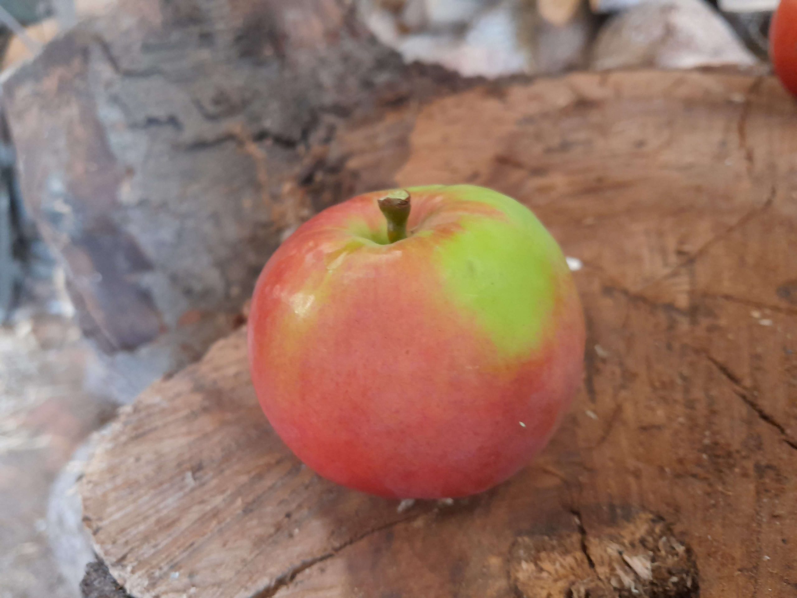 Handappel, Malus dom. 'Jabo' ( NIEUW RAS, bewaarappel) jonge spil in 3L pot (niet helemaal doorwortelt)