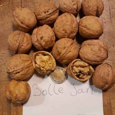 Walnoot, Juglans r. 'Bolle Jan' ( groot, lekker, vorstresistent en productief, FAVORIET!!) Mooie spillen, kale wortel