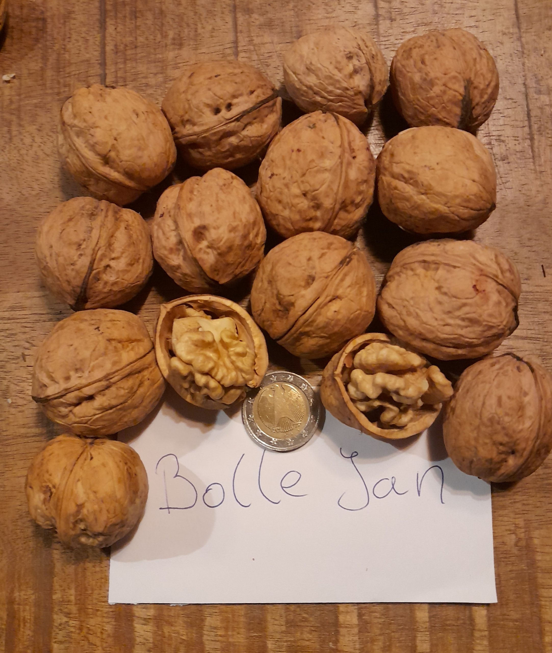 Walnoot, Juglans r. 'Bolle Jan' ( groot, lekker, vorstresistent en productief, FAVORIET!!) Mooie spillen, kale wortel