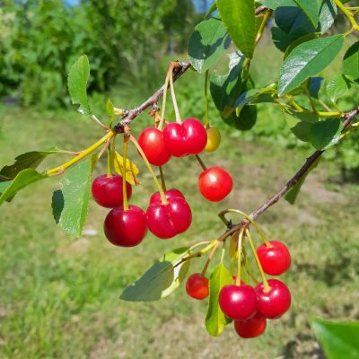 Dwergkers, Prunus cer. Oblaczynska Planten in 1,8Lpot