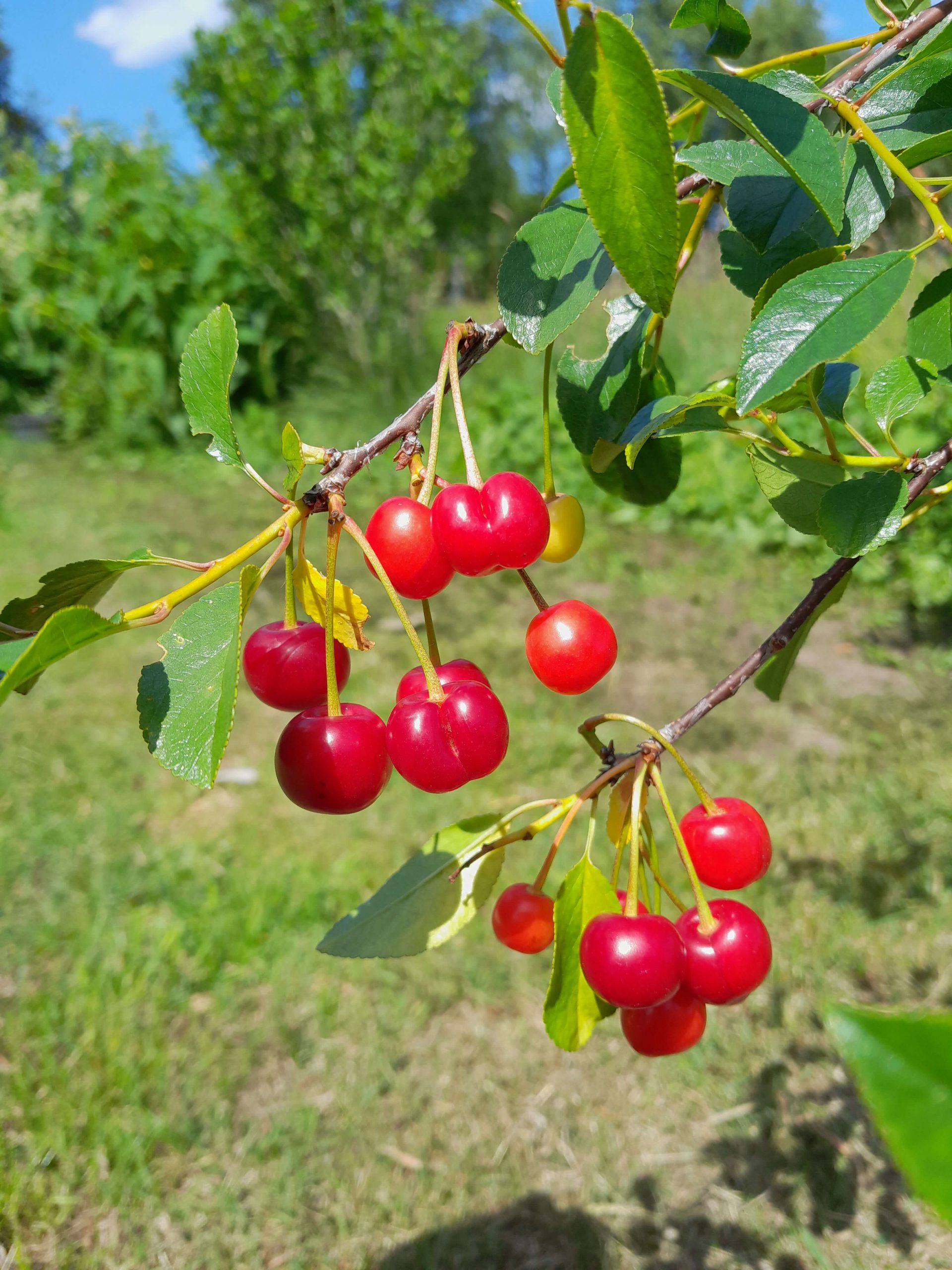 Dwergkers, Prunus cer. Oblaczynska Planten in 1,8Lpot