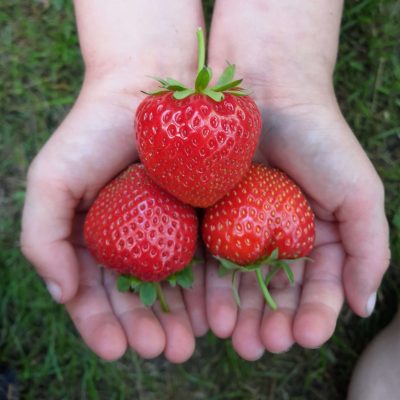 Aardbei, Fragaria 'Ostara' Bio Per 10 stuks ( kale wortel, (A2+kwaliteit!!) Doordragend ras