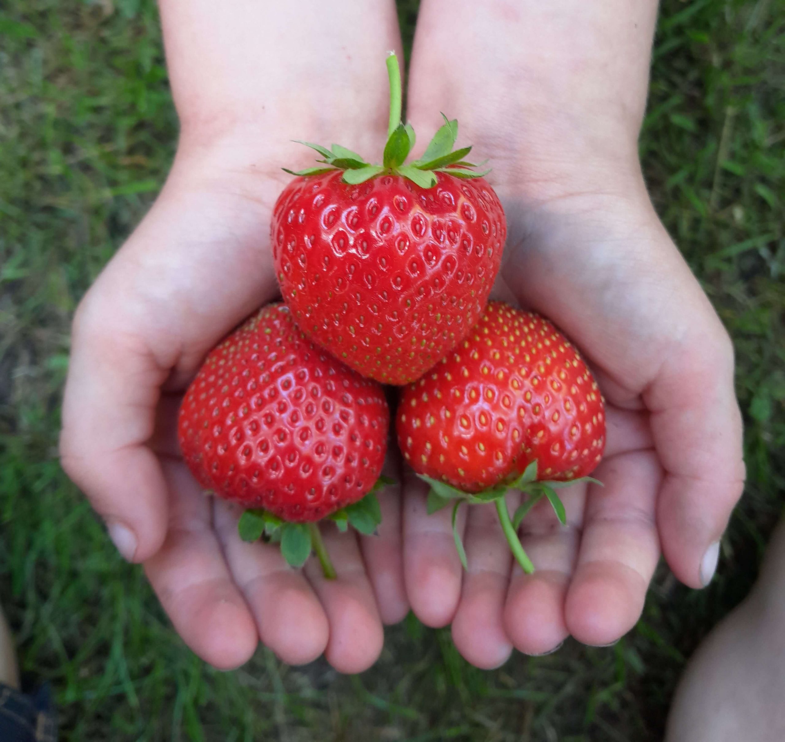 Aardbei, Fragaria 'Ostara' Bio Per 10 stuks ( kale wortel, (A2+kwaliteit!!) Doordragend ras