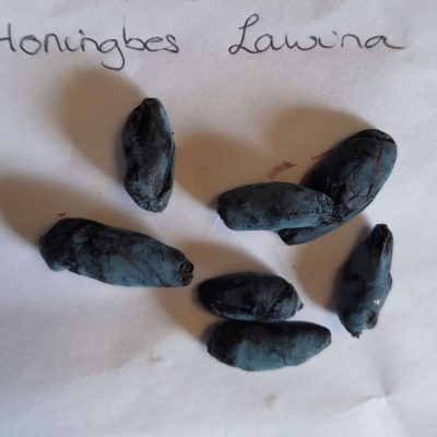 Honingbes, Lonicera 'Lawina' NIEUW!! ( vroeg, smakelijk maar niet altijd oogstzeker!)
