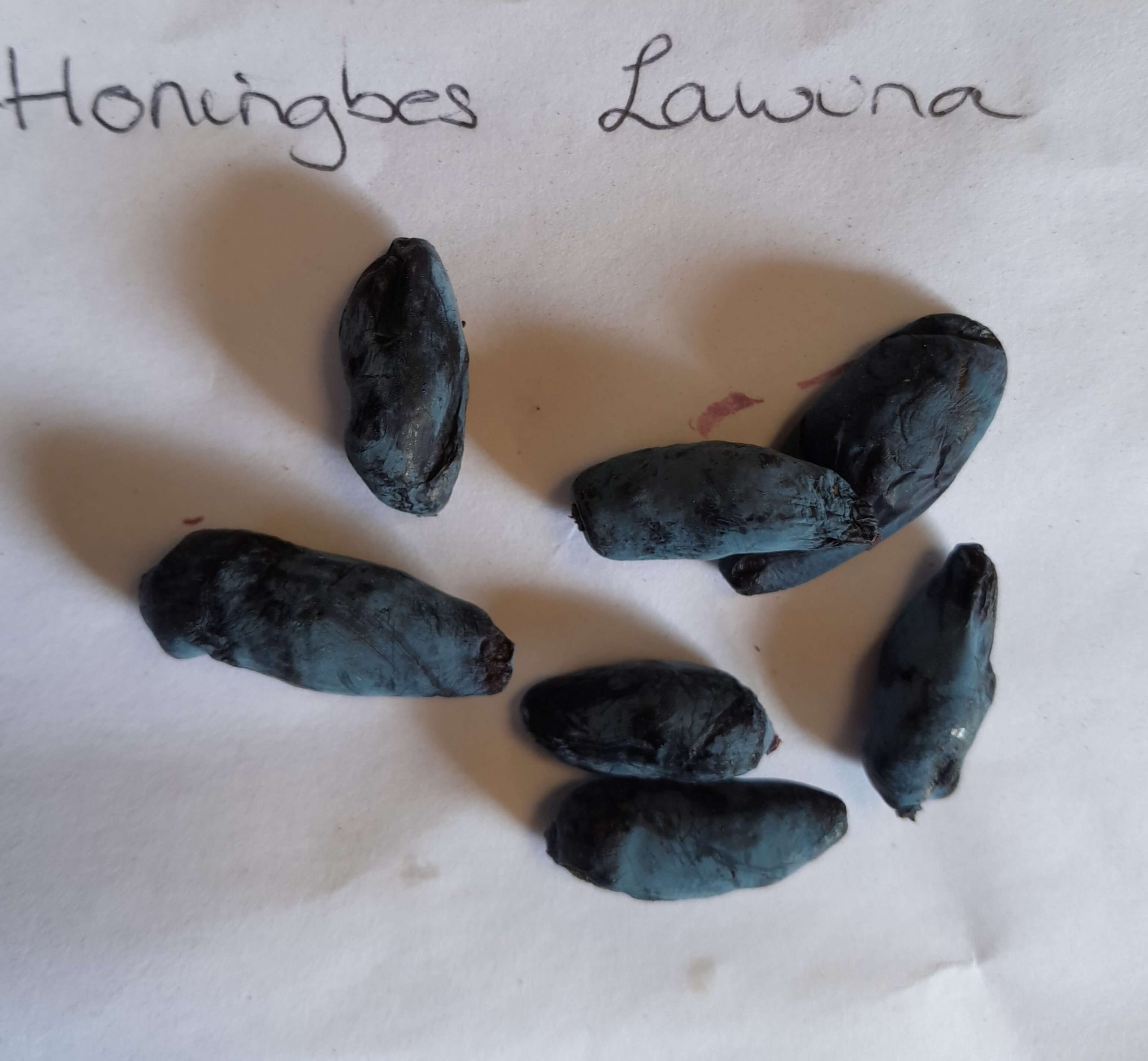 Honingbes, Lonicera 'Lawina' NIEUW!! ( vroeg, smakelijk maar niet altijd oogstzeker!)