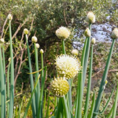 Altailook, Siberische reuzenbieslook, Allium altaicum( Zeer zeldzaam en waardevol!!) jonge planten in p9pot
