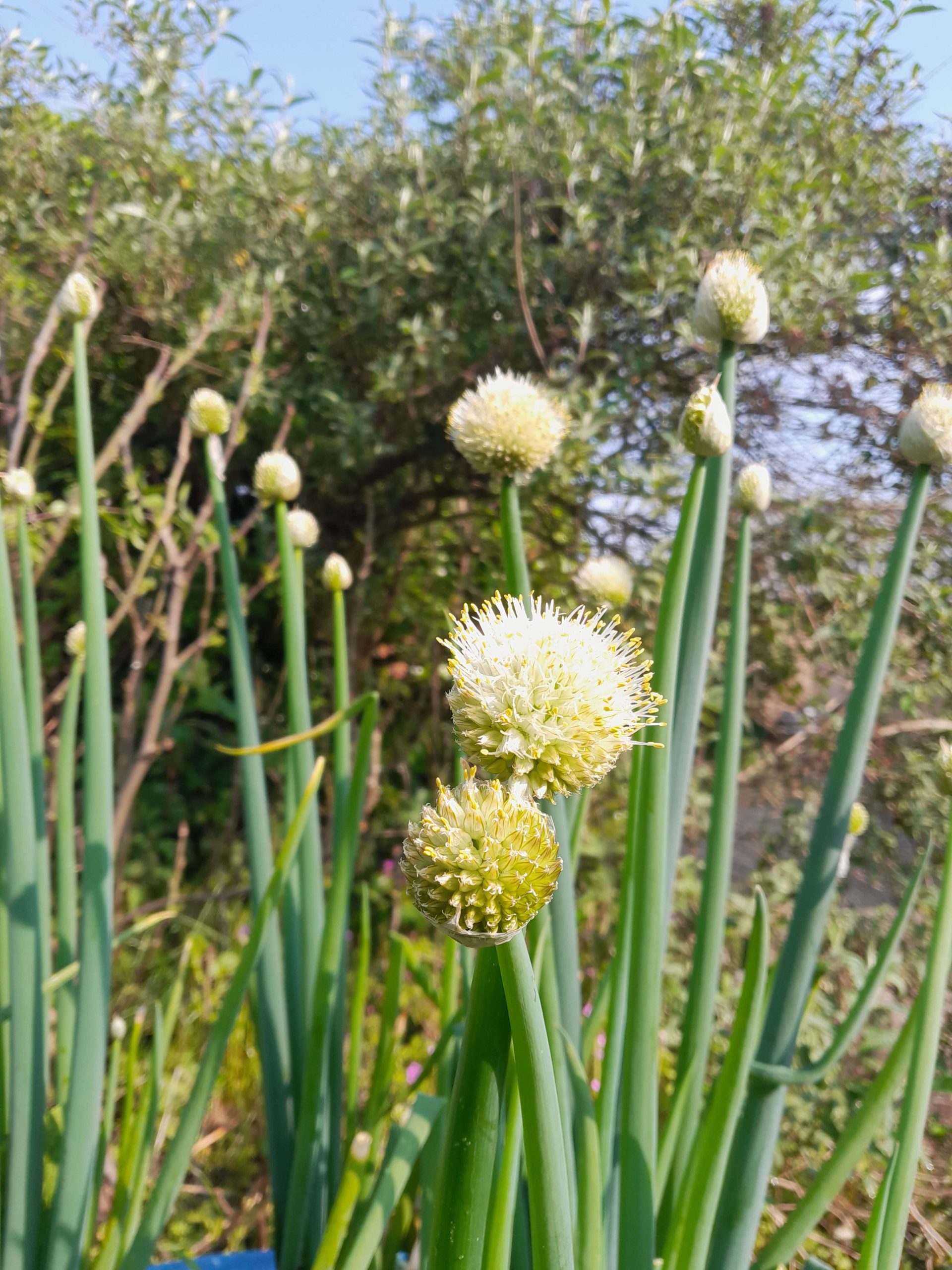 Altailook, Siberische reuzenbieslook, Allium altaicum( Zeer zeldzaam en waardevol!!) jonge planten in p9pot