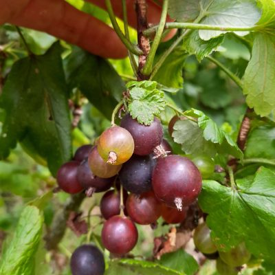 Dwerg-Jostabes, Ribes x ×nidigrolaria 'Josua Dwarf' UNIEKE PRIMEUR!! 2jarige Planten in 1Lpot