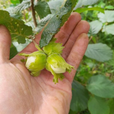 Productieve Hazelnoot, Corylus av. 'Fertile 'd coutard' Productief en lekker!