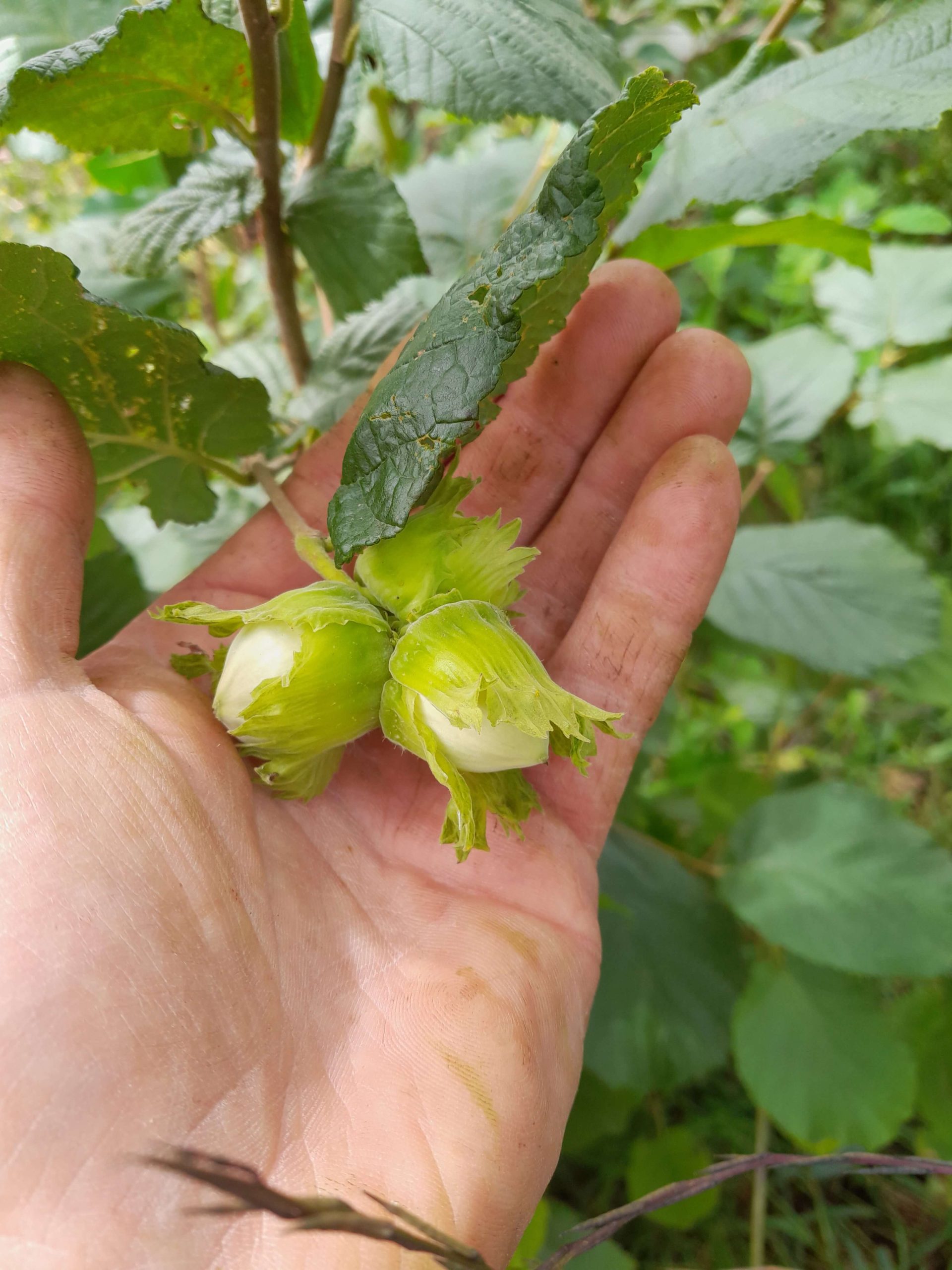 Grootvruchtige hazelaar, Corylus av. 'Emo1' + 'Emoa3 ' ( bestuivingspakket), 2planten geënt op colurna in 1Lpot