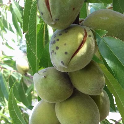 Franse Amandel, Prunus 'Lauranne' Spillen in 2 of 3Lpot