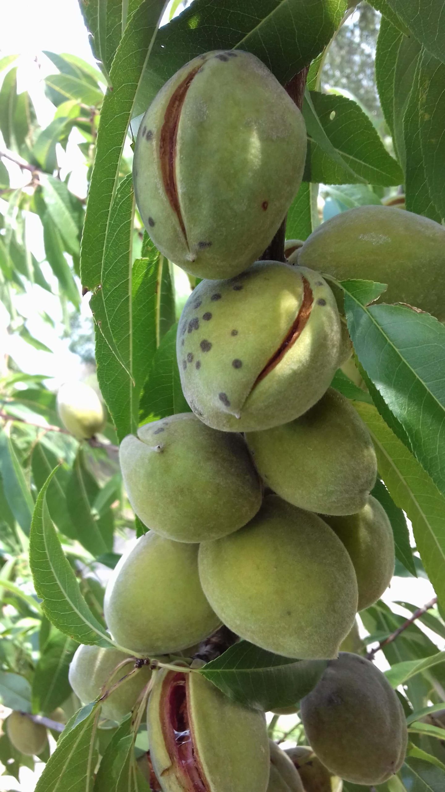 Franse Amandel, Prunus 'Lauranne' Spillen in 2 of 3Lpot