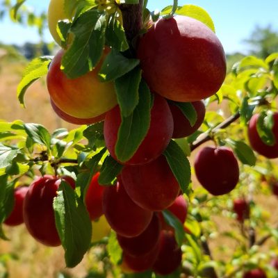 Russische pruim, Prunus Prunus x rossica 'Komeet' ( Uitmuntend ras) jonge spil In 3Lpot