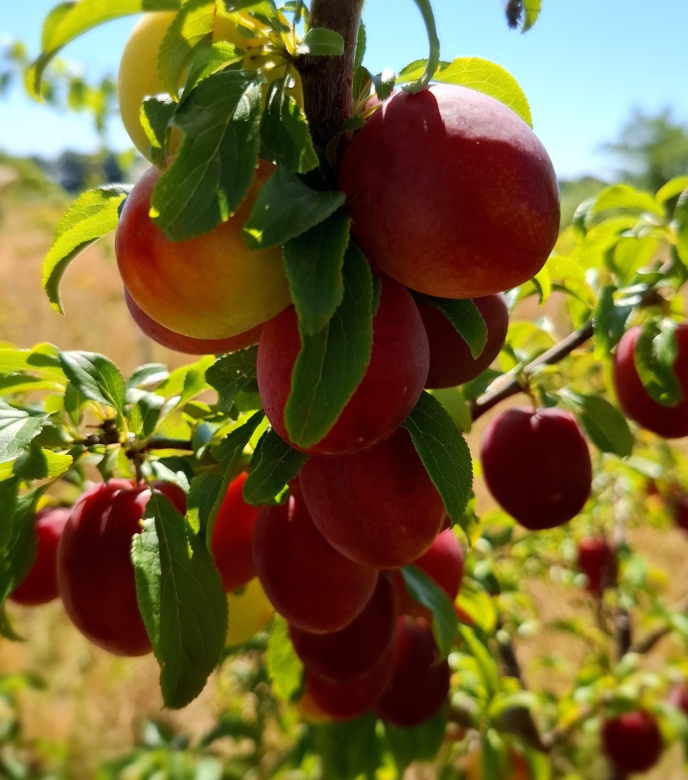 Russische pruim, Prunus Prunus x rossica 'Komeet' ( Uitmuntend ras) jonge spil In 3Lpot