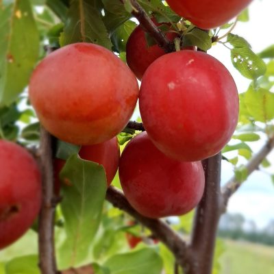 Zeer goede vroege pruim, Prunus salicina x cerasifera Rose of July' spil in 3Lpot