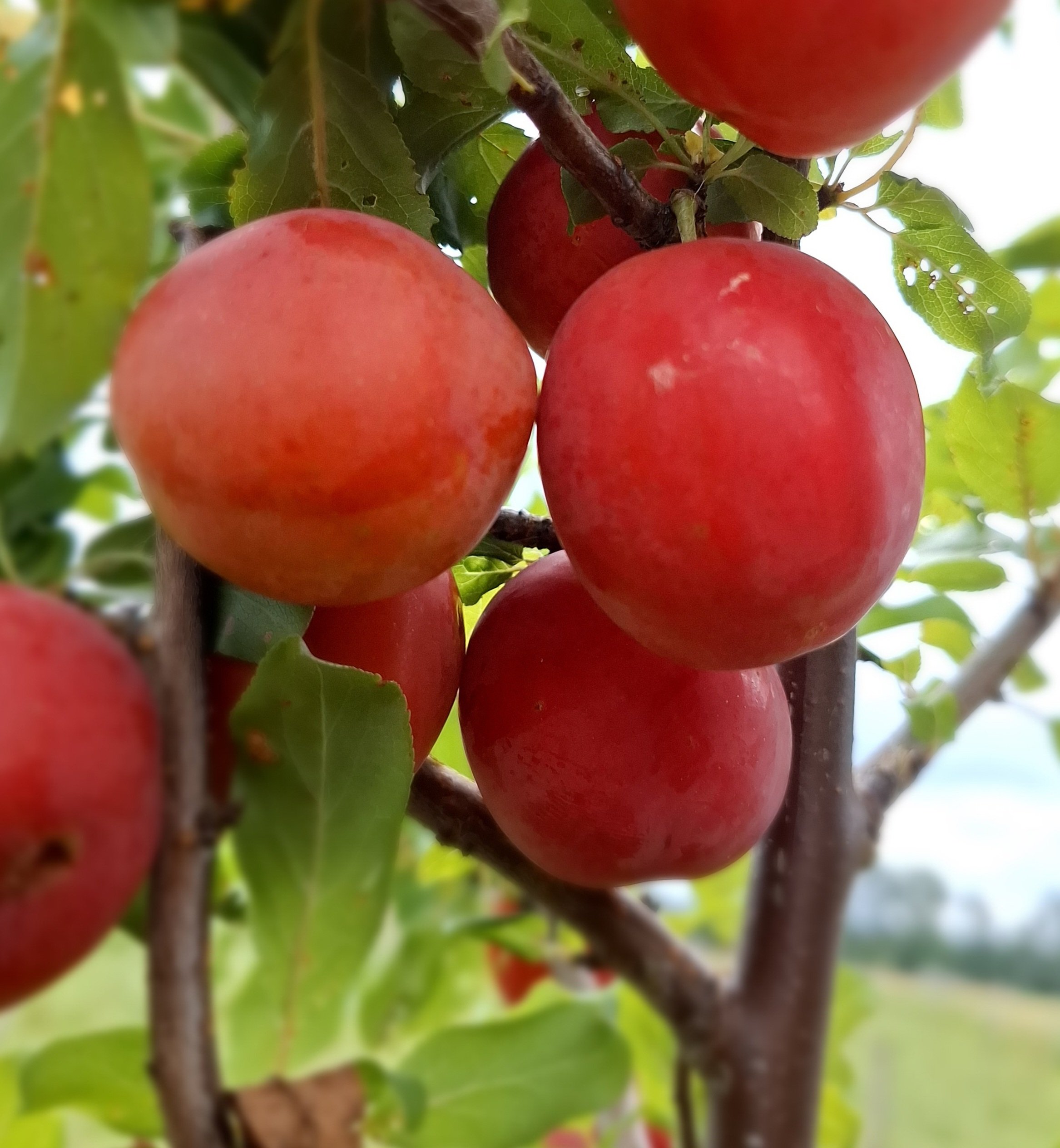 Zeer goede vroege pruim, Prunus salicina x cerasifera Rose of July' spil in 3Lpot