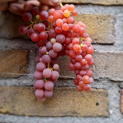 Rode druif, Vitis vin. 'Suffolk Red' ( resistent en goede smaak! heuse aanrader)Planten in 1Lpot