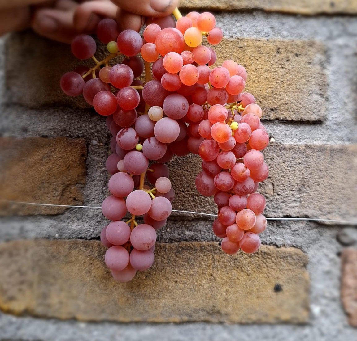 Rode druif, Vitis vin. 'Suffolk Red' ( resistent en goede smaak! heuse aanrader)Planten in 1Lpot