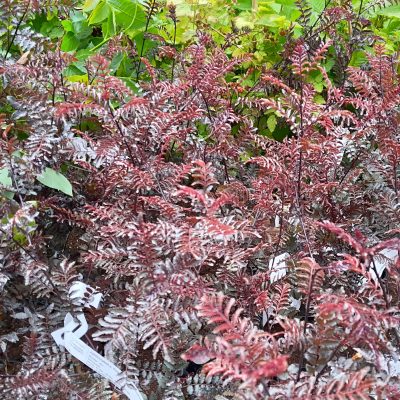 Paarse Japanse peper, Zanthoxylum piperitum'Purple Leaf' ZEER UNIEK( jonge struik in p9pot)