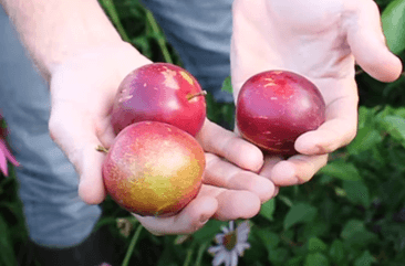 Russische pruim/pluot, Prunus salicina x armeniaca 'Globus' NIEUW!! spillen kale wortel( soms ingesnoeid voor transport)