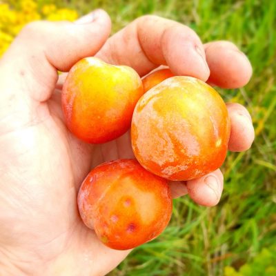 Russische pruim, Prunus salicina x cerasifera 'Skoroplodnaja' ( smakelijk en onbekend ras) Spil in 3Lpot
