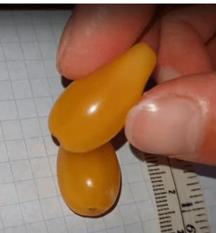 Peervormige gele Kornoeljekers, Cornus mas 'Niezny' ( bijzondere Gele selectie!!)