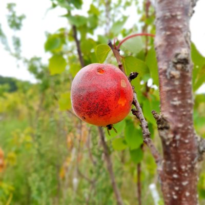 Abrikoos, Prunus armeniaca 'Early Orange'
