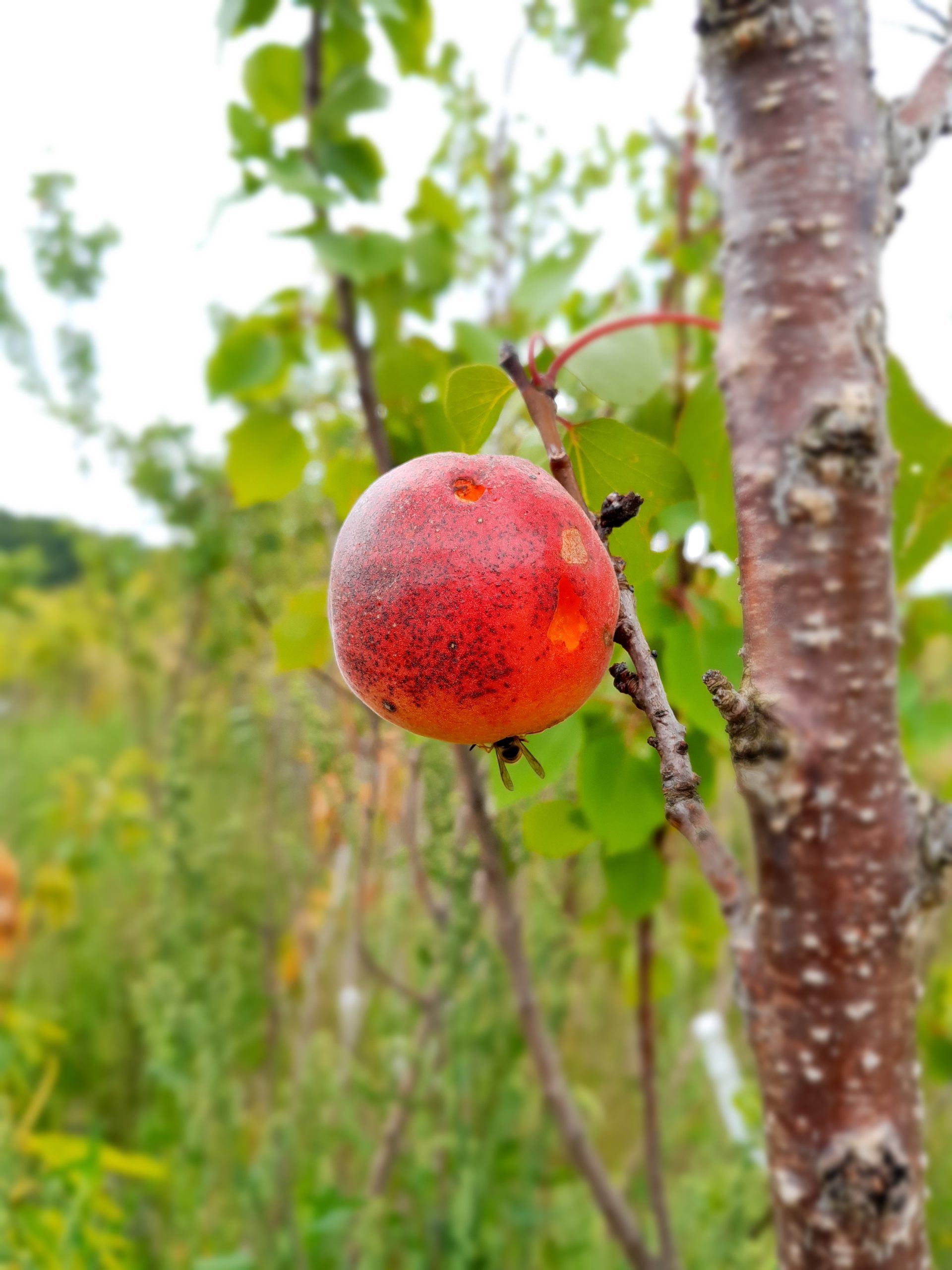 Abrikoos, Prunus armeniaca 'Early Orange'