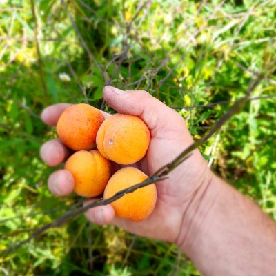 Abrikoos, Prunus ar. 'Bergeron' ( behoorlijk vorstresistent) boompjes volle grond