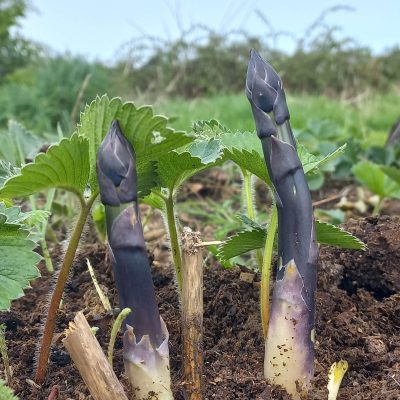 Paarse zoete Asperge, Asparagus 'Erasmus' ( Voor o.a. vers en BBQ! )