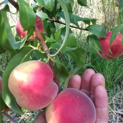 Perzik, Prunus p. 'Roem van Bart' (NIEUW Nederlands ras) Jonge spil in 3Lpot Leverbaar vanaf juni