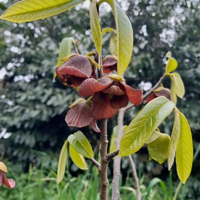 Pawpaw, Asimina triloba 'Wells'